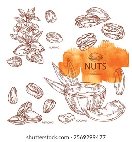 Collection of nuts: almond nuts, coconut, pecan and pistachio nuts. Vector hand drawn illustration.