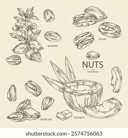 Collection of nuts: almond nuts, coconut, pecan and pistachio nuts. Vector hand drawn illustration.