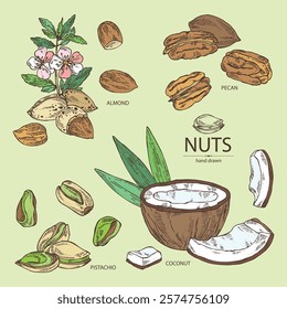 Collection of nuts: almond nuts, coconut, pecan and pistachio nuts. Vector hand drawn illustration.