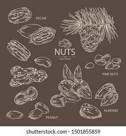 Collection of nuts: almonds, pecan, peanuts and pine nuts. Vector hand drawn illustration.