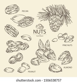Collection of nuts: almonds, pecan, peanuts and pine nuts. Vector hand drawn illustration.