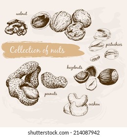Collection of nuts. Hand drawn graphic illustrations