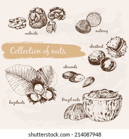Collection of nuts. Hand drawn graphic illustrations