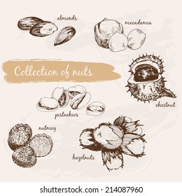 Collection of nuts. Hand drawn graphic illustrations