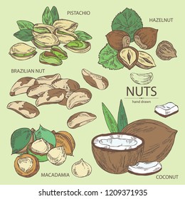 Collection of nuts:  pistachio, macadamia, hazelnut, brazilian nut and coconut. Vector hand drawn illustration.