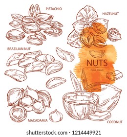 Collection of nuts: pistachio, macadamia, hazelnut, brazilian nut and coconut. Vector hand drawn illustration.