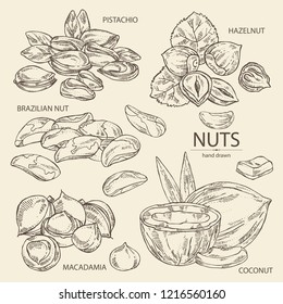 Collection of nuts: pistachio, macadamia, hazelnut, brazilian nut and coconut. Vector hand drawn illustration.