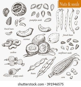 Collection of nuts and seeds on the white ba?kground. Vector  illustration for your design