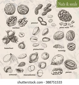 Collection of nuts and seeds. Vector  illustration for your design