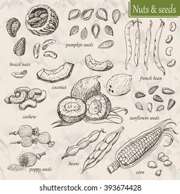 Collection of nuts and seeds. Vector  illustration for your design