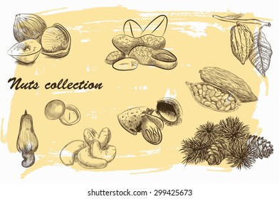 collection of nuts sketch with vintage background