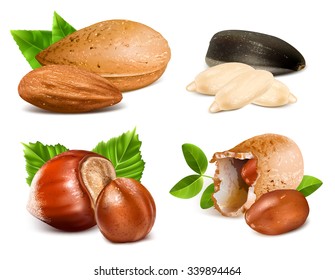 Collection of nuts. Vector illustration