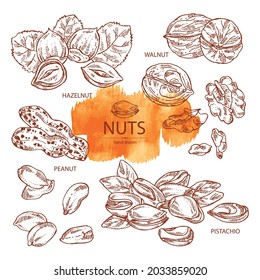 Collection of nuts: walnut, hazelnut, peanuts and pistachio nuts. Vector hand drawn illustration.