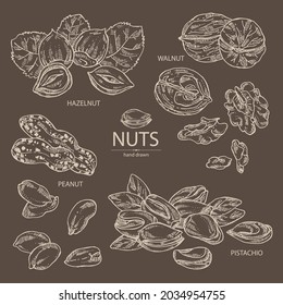 Collection of nuts: walnut, hazelnut, peanuts and pistachio nuts. Vector hand drawn illustration.