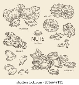 Collection of nuts: walnut, hazelnut, peanuts and pistachio nuts. Vector hand drawn illustration.