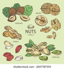 Collection of nuts: walnut, hazelnut, peanuts and pistachio nuts. Vector hand drawn illustration.