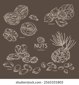 Collection of nuts: walnut, hazelnut, peanuts and pine nuts. Vector hand drawn illustration.