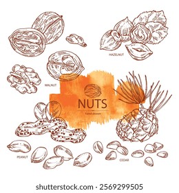 Collection of nuts: walnut, hazelnut, peanuts and pine nuts. Vector hand drawn illustration.