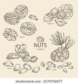 Collection of nuts: walnut, hazelnut, peanuts and pine nuts. Vector hand drawn illustration.