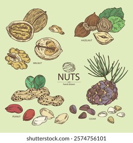 Collection of nuts: walnut, hazelnut, peanuts and pine nuts. Vector hand drawn illustration.