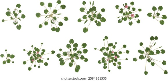 collection of Nymphaea plants on transparent background from the top view