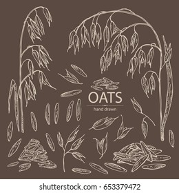 Collection of oats: grain and oats plant. Vector hand drawn illustration