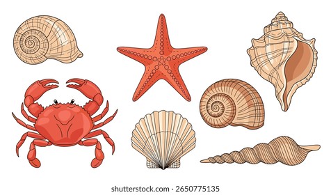 Collection of ocean life including starfish shells and crab detailed illustration