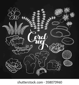 Collection of  ocean plants and coral reef  elements drawn in line art style isolated on chalkboard. 