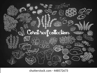 Collection of ocean plants and coral reef elements drawn in line art style isolated on chalkboard. Sea mood. Coloring book page design for adults and kids. 