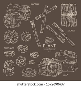 Collection of: miswak, siwak natural toothbrush, soap nuts, sapindus,  loofan, natural sponge, handmade soap. Organic cosmetic natural soap. Vector hand drawn illustration.