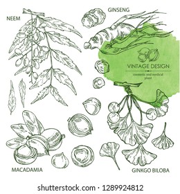 Collection of: neem leaves, macadamia nuts, ginseng root and ginkgo. Cosmetics and medical plant. Vector hand drawn illustration