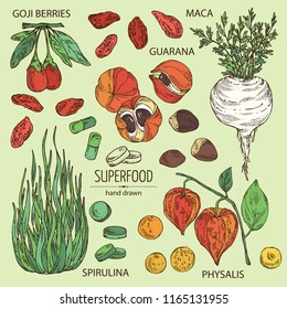 Collection ofsuper food: guarana, spirulina algae, maca peruvian, goji berries and  physalis. Super food. Vector hand drawn illustration.