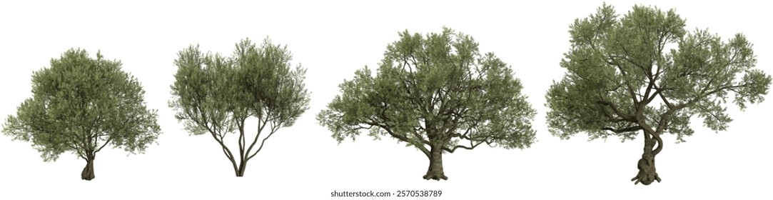 Collection of Olea plants on transparent background