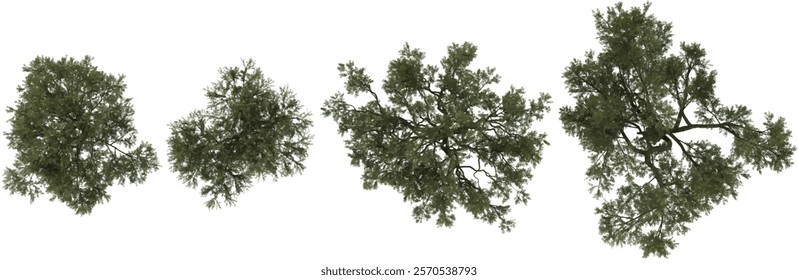 Collection of Olea plants on transparent background from the top view