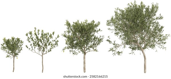 Collection of Olea plants on transparent background