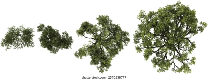 Collection of Olea,Quercus plants on transparent background from the top view