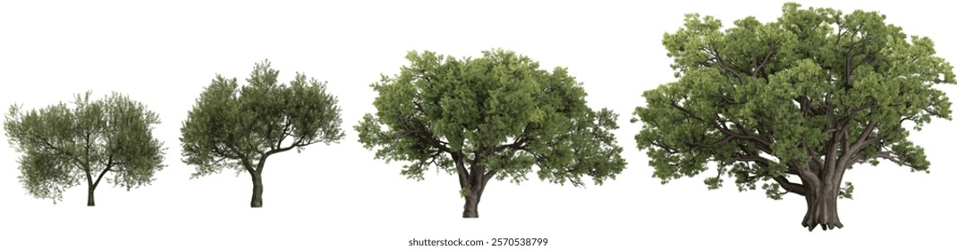 Collection of Olea,Quercus plants on transparent background