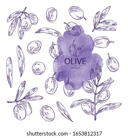 Colección de aceitunas: aceitunas y rama de olivo. Ilustración dibujada a mano por vectores.