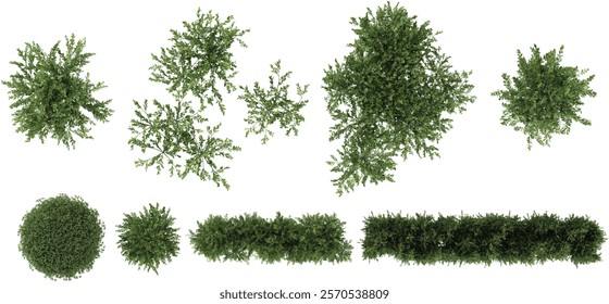 Collection of ollie plants on transparent background from the top view