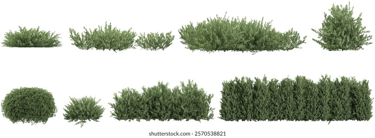 Collection of ollie plants on transparent background