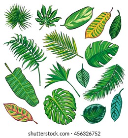 Collection on isolate vector. Different Beautiful palm leaves. Big Set. Vector illustration.