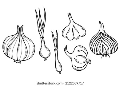 Colección de verduras de cebolla. Cebolla. Hermosa planta comestible - bombilla con plumas, cebolla cortada a la mitad y ajo. Ilustración vectorial. Doodles de líneas dibujadas a mano, esquema de diseño, decoración y decoración