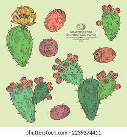 Collection of opuntia ficus-indica: indian prickly pear plant, fruits and indian prickly pear flowers. Opuntia ficus-indica. Cosmetic, perfumery and medical plant. Vector hand