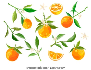 Collection of orange branches and flowers on a white background. Fruit wreath, orange slices. Vector set