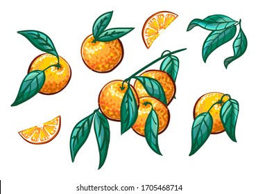 Colección de ramas anaranjadas sobre fondo blanco. Correa de frutas, rodajas de naranja Conjunto vectorial
