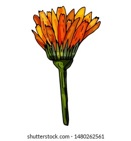 Collection of orange calendula flowers on an isolated white background. The contour is drawn by hand. A vintage element for the design of postcards, wedding invitations and more.