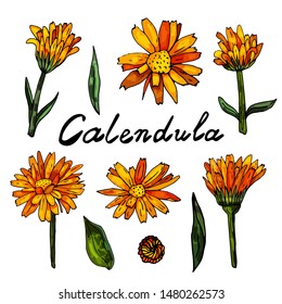 Collection of orange calendula  flowers on an isolated white background. The contour is drawn by hand. A vintage element for the design of postcards, wedding invitations and more.Lettering.