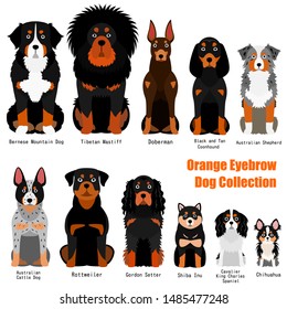 collection of  orange eyebrow dog