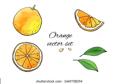 Collection of orange fruit icons with watercolor texture. Vector stock set. Cute doodles. Summer fruit, sweet citrus for orange juice. Can be used for printed materials. Hand drawn design elements. 