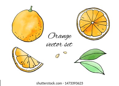 Collection of orange fruit icons with watercolor texture. Vector stock set. Cute doodles. Summer fruit, sweet citrus for orange juice. Can be used for printed materials. Hand drawn design elements. 